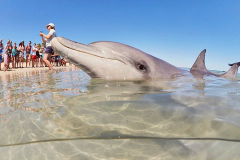 7-Day Exmouth Explorer Via Pinnacles Monkey Mia Ningaloo Reef Returning To Perth - Accommodation NSW 1