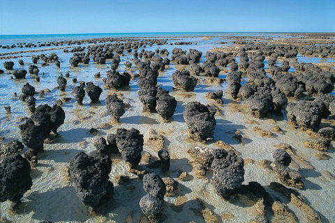 7-Day Exmouth Explorer Via Pinnacles Monkey Mia Ningaloo Reef Returning To Perth - Accommodation NSW 3
