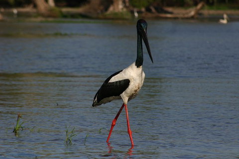 Litchfield And Jumping Crocodiles Full Day Trip From Darwin - Accommodation NSW 1