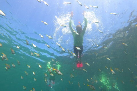 Manly Snorkel Trip And Nature Walk With Local Guide - Accommodation NSW 0