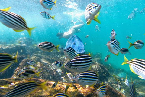 Manly Snorkel Trip And Nature Walk With Local Guide - Accommodation NSW 2