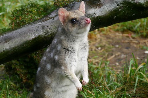 1-Hour Tasmanian Devil Feeding Day Tour At Cradle Mountain - Accommodation NSW 0