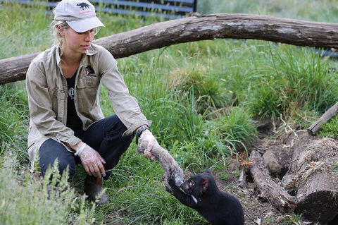 1-Hour Tasmanian Devil Feeding Day Tour At Cradle Mountain - Accommodation NSW 2