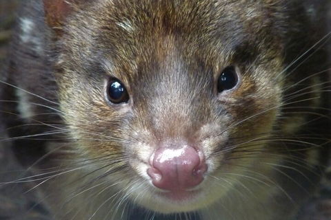 1-Hour Tasmanian Devil Feeding Day Tour At Cradle Mountain - Accommodation NSW 3