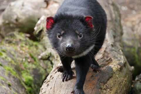 1-Hour Tasmanian Devil Feeding Day Tour At Cradle Mountain - Accommodation NSW 4