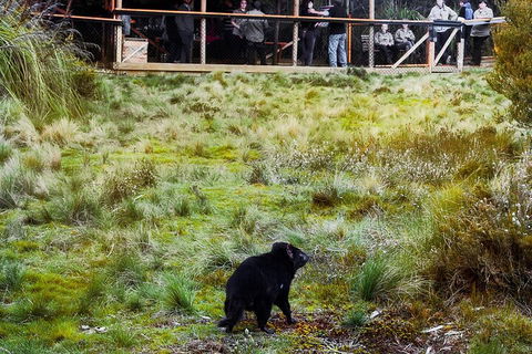 1-Hour Tasmanian Devil Feeding Day Tour At Cradle Mountain - Accommodation NSW 5
