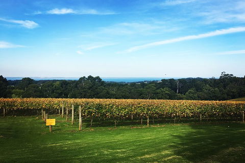 Yarra Valley Private Car Winery Tour And Chocolate.1-7 Passengers One Car Price - Accommodation NSW 0