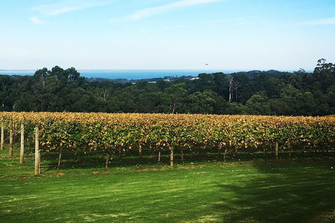 Yarra Valley Wine Tour Inc Lunch With A Glass Of Wine, Tastings And Chocolate - Accommodation NSW 2