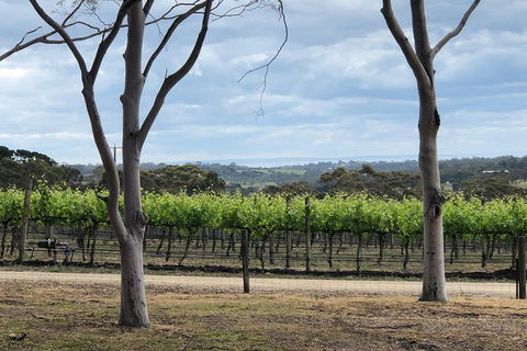 Yarra Valley Wine Tour Inc Lunch With A Glass Of Wine, Tastings And Chocolate - Accommodation NSW 3