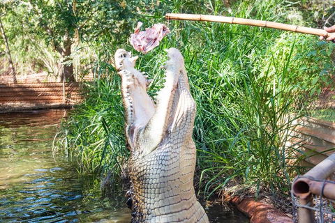 3 In 1 Tour: Matsoâ€™s Brewery, Broome Museum & Malcolm Douglas Crocodile Park - Accommodation NSW 3
