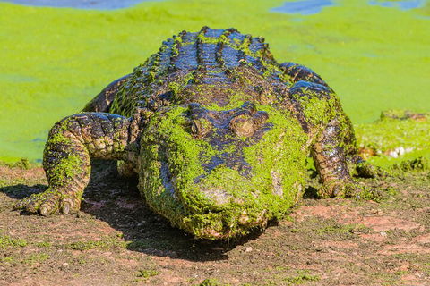 3 In 1 Tour: Matsoâ€™s Brewery, Broome Museum & Malcolm Douglas Crocodile Park - Accommodation NSW 4