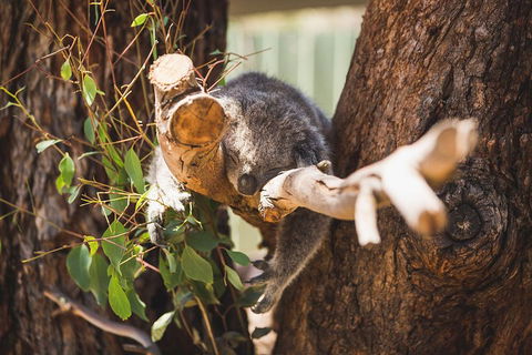 Phillip Island Medium Size Group Tour - Accommodation NSW 1