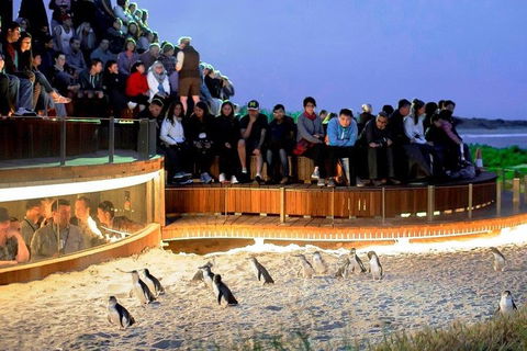 Phillip Island Medium Size Group Tour - Accommodation NSW 3