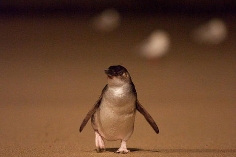 Phillip Island Medium Size Group Tour - Accommodation NSW 4