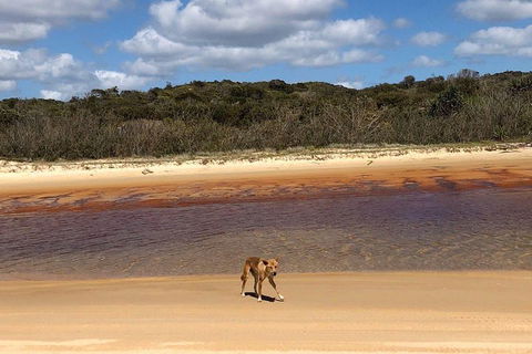 Pippies 3 Days 2 Nights Fraser Island Tour - Accommodation NSW 2
