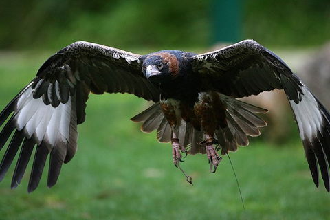 Yarra Valley Wildlife & Wine Day Tour From Melbourne With Healesville Sanctuary - Accommodation NSW 1
