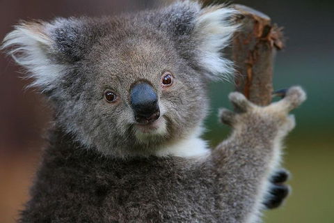 Yarra Valley Wildlife & Wine Day Tour From Melbourne With Healesville Sanctuary - Accommodation NSW 2