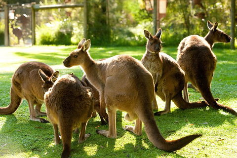 Yarra Valley Wildlife & Wine Day Tour From Melbourne With Healesville Sanctuary - Accommodation NSW 4