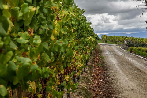 Yarra Valley Public Winery Tours - Accommodation NSW 2
