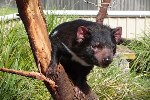 Tasmania 6 Day 'Tour In Circle' - Accommodation NSW 1