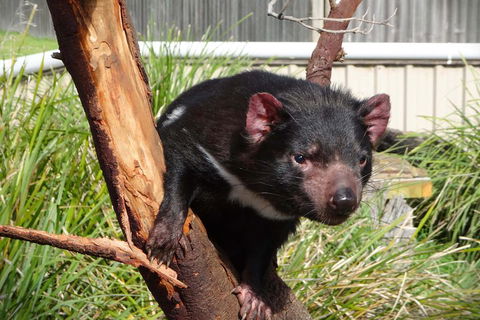 Tasmania 4 Day East Coast + Launceston - Accommodation NSW 2