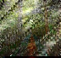 O'Reilly's  Lamington National Park from Gold Coast - Accommodation NSW