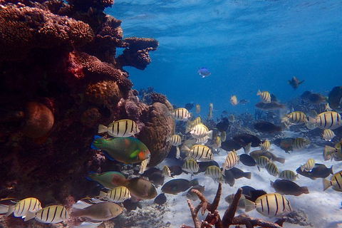 Lagoon Explorer - Ningaloo Reef Full-Day Kayaking And Snorkeling Adventure - Accommodation NSW 2