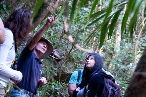 Natural Bridge & Springbrook Waterfalls Tour - Accommodation NSW 4
