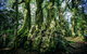 Natural Bridge & Springbrook Waterfalls Tour - thumb 5