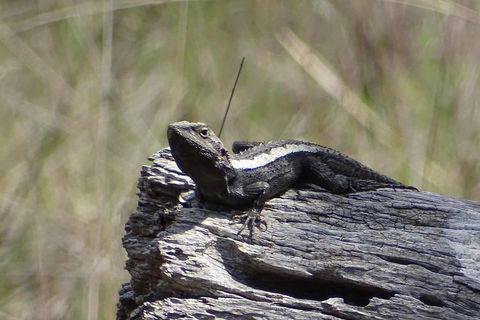 Inside The Greater Blue Mountains World Heritage - A Private Wildlife Safari Overnight - Accommodation NSW 2
