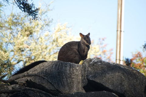 The Explorers' Discovery Tour - Gold, Wine & Wildlife - Accommodation NSW 4