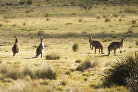 The Explorers' Discovery Tour - Gold, Wine & Wildlife - Accommodation NSW 5