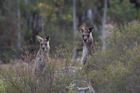Inside The Greater Blue Mountains World Heritage - A Wildlife Safari Overnight - Accommodation NSW 2
