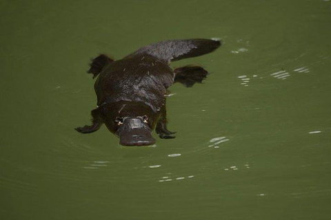 Inside The Greater Blue Mountains World Heritage - A Wildlife Safari Overnight - Accommodation NSW 5