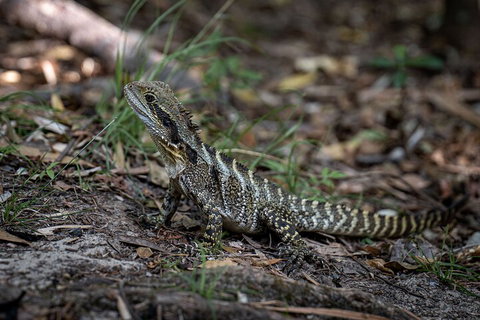 Cape Byron Aboriginal Tour - Accommodation NSW 3