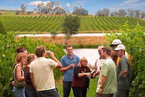 Yarra Valley Balloon Flight And Winery Tour - Accommodation NSW 4