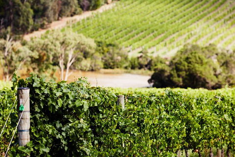 Yarra Valley Premium Tour Inc Lunch And Cheese, Chocolate Fondue At Rochford - Accommodation NSW 5