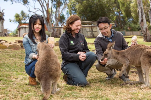 Bonorong Wildlife Park And Richmond Afternoon Tour From Hobart - Accommodation NSW 1