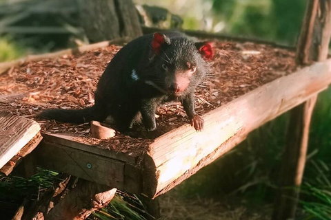 Bonorong Wildlife Park And Richmond Afternoon Tour From Hobart - Accommodation NSW 4