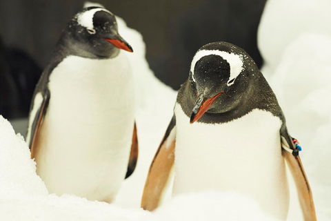 Penguin Passport At SEA LIFE Melbourne Aquarium - Accommodation NSW 2