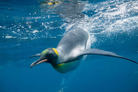 Penguin Passport At SEA LIFE Melbourne Aquarium - Accommodation NSW 3