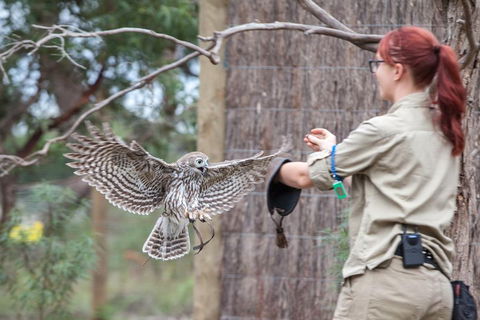 Moonlit Sanctuary Wildlife Conservation Park Daytime General Entry Ticket - Accommodation NSW 1