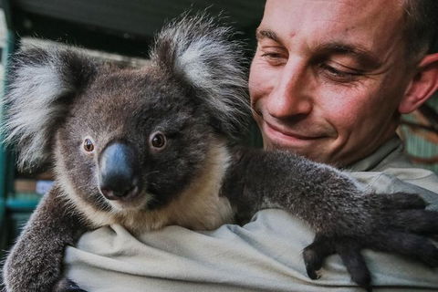 Kangaroos & Koala Encounter Experience (Half Day Private Tour) - Accommodation NSW 0