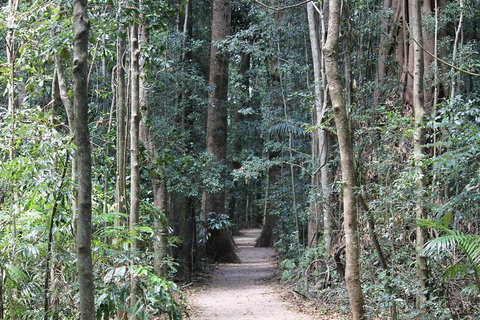 Eumundi Markets And Sunshine Coast Day Trip From Brisbane - Accommodation NSW 4