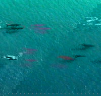 40-45 Minute Port Stephens and Stockton Beach Helicopter Flight - For 2 - Accommodation NSW