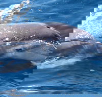 Jervis Bay Dolphin Watch Cruise - Accommodation NSW