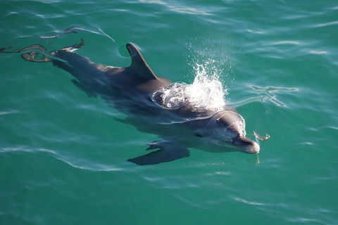 Jervis Bay Dolphin Watch Cruise - Accommodation NSW 1