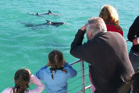 Jervis Bay Dolphin Watch Cruise - Accommodation NSW 4
