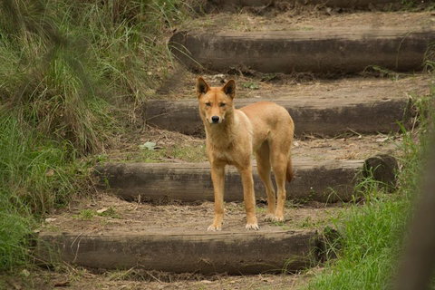 Blue Mountains Small-Group Insider Tour From Sydney - Accommodation NSW 3