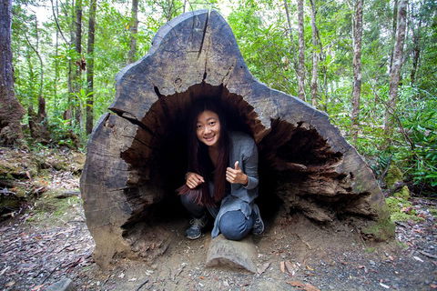 Tahune Airwalk Active Day Trip From Hobart Including Hastings Caves - Accommodation NSW 2